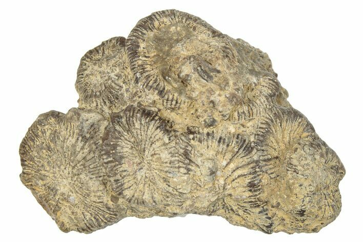 Jurassic Fossil Coral - Portugal #244795